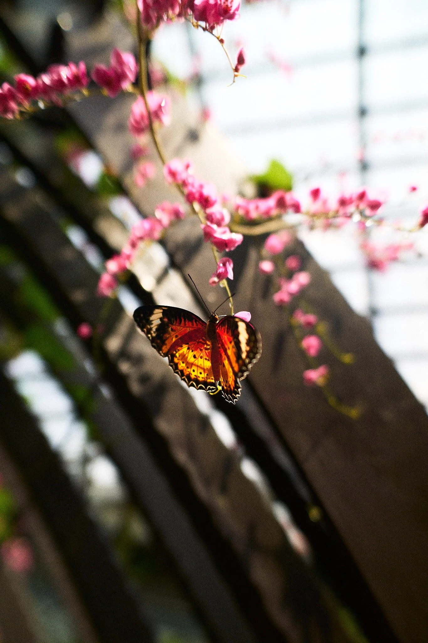 A backlit orange lacewing butterfly perched on trailing pink coral-vine flowers in a greenhouse